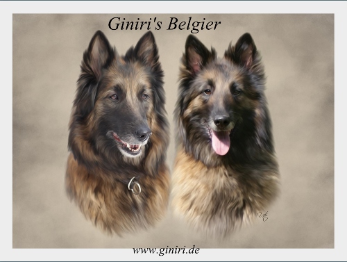 Giniri's Belgier